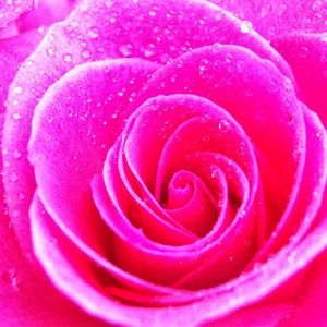 Meet your Posher, Sydney